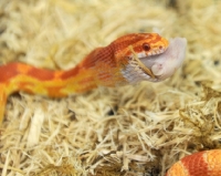 Picture of corn snake eating mouse