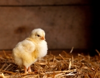 Picture of cornish cross chick