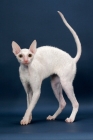 Picture of Cornish Rex arched back, white (gold eye)