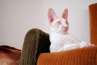 Picture of Cornish Rex at home
