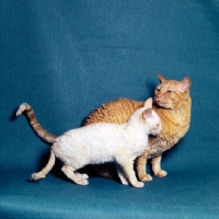 Picture of cornish rex cat and si-rex kitten nuzzling