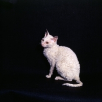 Picture of cornish rex cat contemplating 