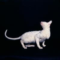 Picture of cornish rex cat crouching looking up