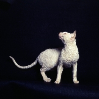 Picture of cornish rex cat looking back up