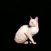 Picture of cornish rex cat looking back