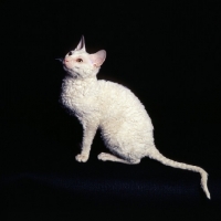 Picture of cornish rex cat looking up