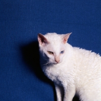 Picture of cornish rex cat, odd-eyed white