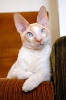 Picture of Cornish Rex cat on a chair