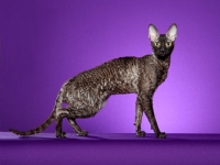 Picture of Cornish Rex cat on purple background