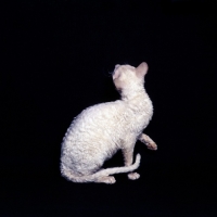 Picture of cornish rex cat one paw up