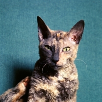 Picture of cornish rex cat portrait