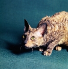 Picture of cornish rex cat prowling