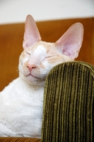 Picture of Cornish Rex cat resting on a chair