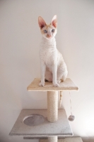 Picture of Cornish Rex cat sitting on cat tree