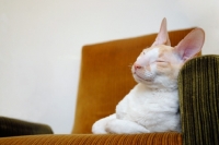 Picture of Cornish Rex cat sleeping on a chair