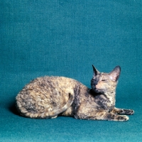 Picture of cornish rex cat slitting eyes