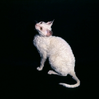Picture of cornish rex cat staring up