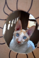 Picture of Cornish Rex in a box