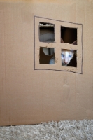 Picture of Cornish Rex in a cardboard box
