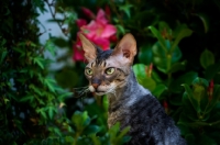 Picture of Cornish Rex in garden