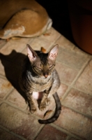 Picture of Cornish Rex in sun