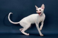 Picture of Cornish Rex looking agitated, white (gold eye)