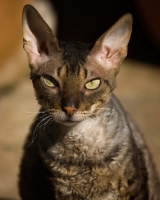 Picture of Cornish Rex looking at camera