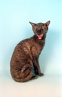 Picture of cornish rex looking discontent 