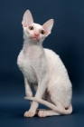 Picture of Cornish Rex looking up, white (gold eye)