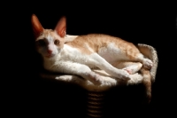 Picture of Cornish rex lying on cat tree