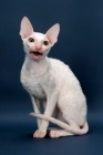 Picture of Cornish Rex meowing, white (gold eye)