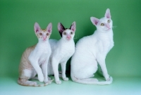 Picture of cornish rex mother and her kittens