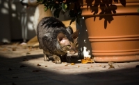 Picture of Cornish Rex near plant pot