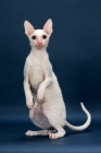 Picture of Cornish Rex on hind legs, white (gold eye)