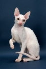 Picture of Cornish Rex one paw up, white (gold eye)