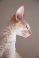 Picture of Cornish Rex, portrait on grey background