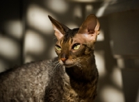 Picture of Cornish Rex portrait