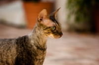 Picture of Cornish Rex profile