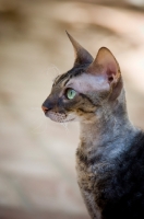 Picture of Cornish Rex, profile