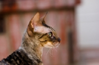 Picture of Cornish Rex proflie