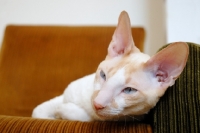 Picture of Cornish Rex resting on chair