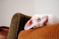 Picture of Cornish Rex resting