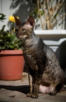 Picture of Cornish Rex sitting on patio