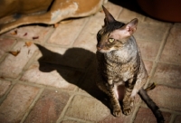 Picture of Cornish Rex sitting on pavement