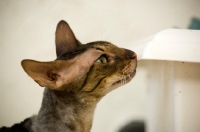 Picture of Cornish Rex smelling