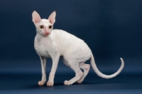 Picture of Cornish Rex walking, white (gold eye)