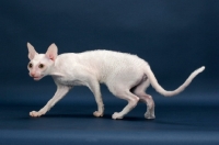 Picture of Cornish Rex walking, white (gold eye)