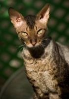 Picture of Cornish Rex