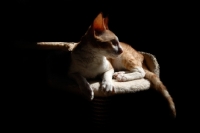 Picture of Cornish Rex