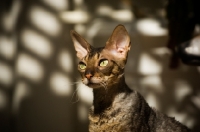 Picture of Cornish Rex